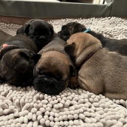 French Bulldog Puppies from Nuthin’ But Frenchies
