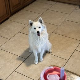 Aurora - American Eskimo Dog