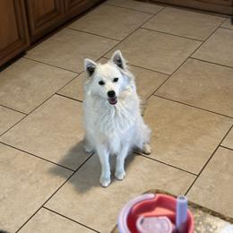 Aurora - American Eskimo Dog