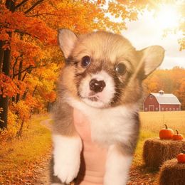 Maple - Red female Pembroke Welsh Corgi puppy in New Port Richey, Florida from Spots and Sploots