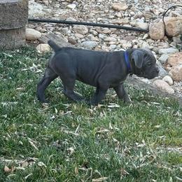 Donner - Gray male Cane Corso puppy in Utah from 3Lake Kennelz