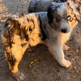 Australian Shepherds and Miniature Australian Shepherds from VS Ranchn Aussies