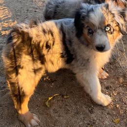 Australian Shepherds and Miniature Australian Shepherds from VS Ranchn Aussies