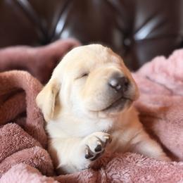 Crouton - Yellow male Labrador Retriever puppy in Winnemucca, Nevada from Oakley's Mountain View Kennel