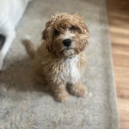 Cavalier King Charles Spaniel, Cavapoo, Havanese, Havapoo, and Poodle Puppies from West Cobb Dogs