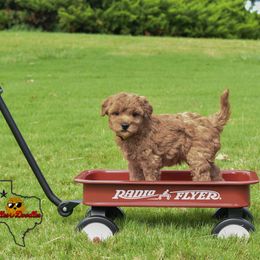 Goldendoodle Puppies from OodlesODoodles