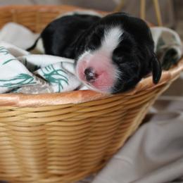 Birch - Black and white male English Springer Spaniel puppy in Lexington, South Carolina from House Tiner Springers
