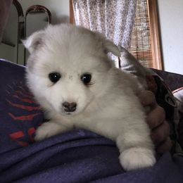 Pomsky and Siberian Husky Puppies from Cold Mountain Kennel