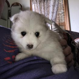 Pomsky and Siberian Husky Puppies from Cold Mountain Kennel