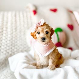 Hazelnut - Apricot female Goldendoodle puppy in Springville, Utah from Happy Doodle