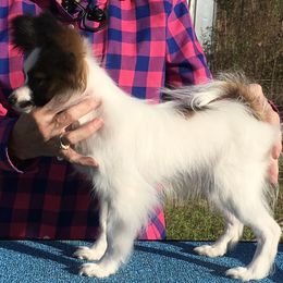 Papillon Puppies from Azure Papillons