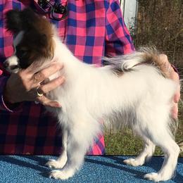 Papillon Puppies from Azure Papillons