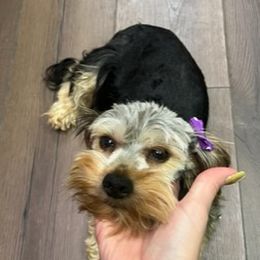 Lucy - Yorkshire Terrier