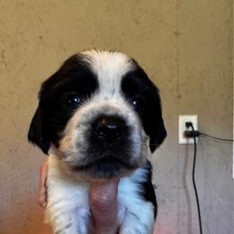 Dark green collar boy - Black and white male English Springer Spaniel puppy in Collins, Georgia from English Springer Spaniels at Lands Lodge