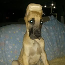Great Dane Puppies from CAB Danes
