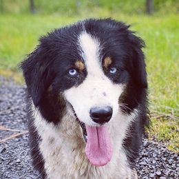 Australian Shepherds from Cricket Flat Kennel