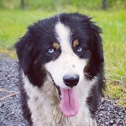 Australian Shepherds from Cricket Flat Kennel