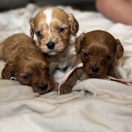 Cavalier King Charles Spaniel and Cavapoo Puppies from Alex Camp