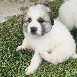 Mr. Dark Blue - White and badger male Great Pyrenees puppy in Kennewick, Washington from Sara Voorhees