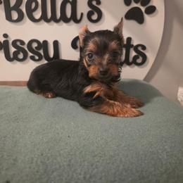 Genesis - Black and tan female Yorkshire Terrier puppy in Clermont, Florida from Bella's Prissy Butts