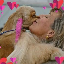 Scarlett - Cocker Spaniel