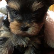 Xoloitzcuintli and Yorkshire Terriers from Terrifical Yorkies and Xoloitzquintli (toy)