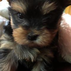 Xoloitzcuintli and Yorkshire Terriers from Terrifical Yorkies and Xoloitzquintli (toy)