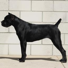 Olga - Black female Cane Corso puppy in Bakersfield, California from Valentina Cane Corso