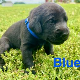 Blue - Black male Labrador Retriever puppy in Blue Earth, Minnesota from K4 Kennels- British Labs