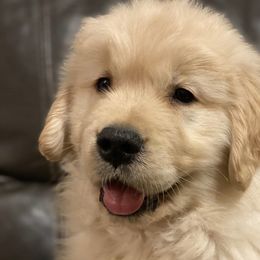Border Collies and Golden Retrievers from Twin Silos Kennel