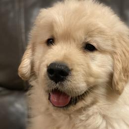 Border Collies and Golden Retrievers from Twin Silos Kennel