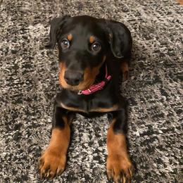 Doberman Pinscher Puppies from Defensive Dobermans