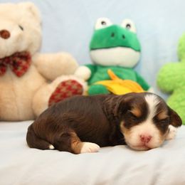 AKC Male 1 - Chocolate male Havanese puppy in South Carolina from Premier Havanese Dogs