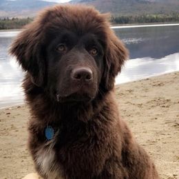 Newfoundlands from Little River Newfoundlands