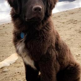 Newfoundlands from Little River Newfoundlands