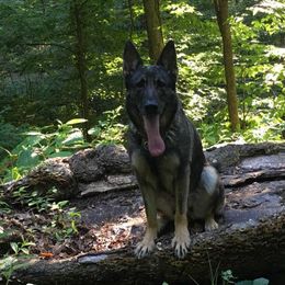 German Shepherd All Grown Up from Delaney Working Dogs