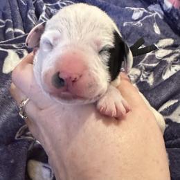 Yeti - White and black male Dalmatian puppy in Travelers Rest, South Carolina from Cotton Top