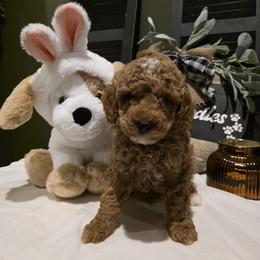 Bernedoodle, Goldendoodle, and Poodle Puppies from 4goldendoodles