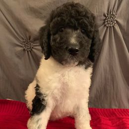 Goldendoodles and Yorkshire Terriers from Triple H Kennel Services