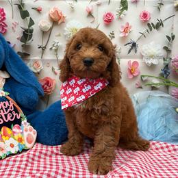 Ben (Red) - Red  male Goldendoodle puppy in Miami, Florida from Katy's Toy Poodles & Doodles