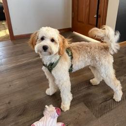 Goldendoodle and Poodle Puppies from French Creek Doodles
