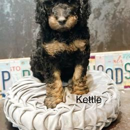 Kettle - Phantom male Goldendoodle puppy in Pasco, Washington from Camp Doodle Woods