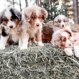 Miniature American Shepherd and Miniature Australian Shepherd Puppies from Whiskeytown Aussies
