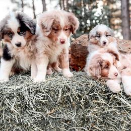 Miniature American Shepherd and Miniature Australian Shepherd Puppies from Whiskeytown Aussies