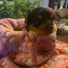Juliet (Pink) - Black and tan female Yorkshire Terrier puppy in Fayetteville, Tennessee from Mina's Yorkies