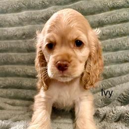 Ivy - Buff female Cocker Spaniel puppy in Sumter, South Carolina from Cocker Eclipse In Home Kennel
