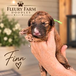 Finn - Wheaten male Whoodle puppy in Knoxville, Tennessee from Fleury Farm Doodles TN