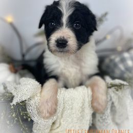 Little Gentleman Orange - Black and white Assorted Doodle Crosses puppy in Clinton, Montana from BoLo Doodles