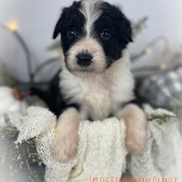 Little Gentleman Orange - Black and white Assorted Doodle Crosses puppy in Clinton, Montana from BoLo Doodles