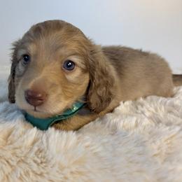 Dachshund Puppies from The Dach House